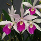 Cattleya (Blc.) Anierina 'Little Jolie' - Without Flowers | MS - Buy Orchids Plants Online by Orchid-Tree.com
