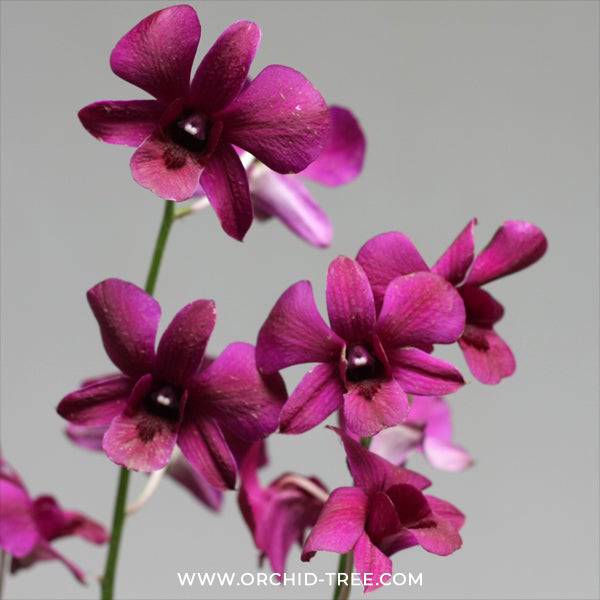 Dendrobium Black Red - Without Flowers | BS - Buy Orchids Plants Online by Orchid-Tree.com