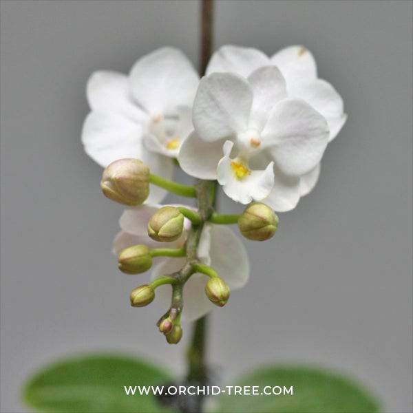 Phalaenopsis Lianher Happy Shell- With Flower | FF - Buy Orchids Plants Online by Orchid-Tree.com
