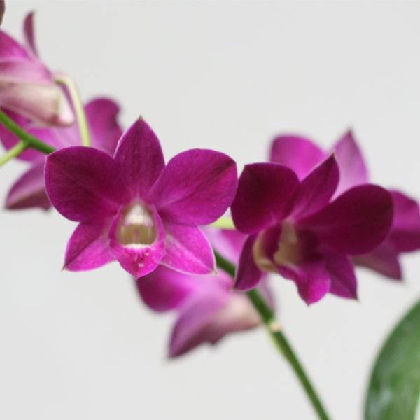 Dendrobium Genting Red - Without Flowers | BS - Buy Orchids Plants Online by Orchid-Tree.com