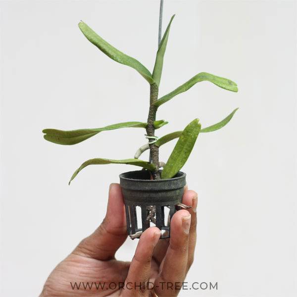 Vanda undulata sp. - Without Flowers | BS - Buy Orchids Plants Online by Orchid-Tree.com