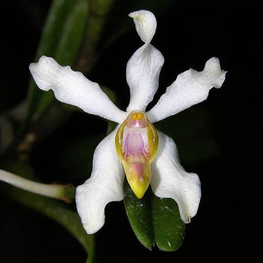 Vanda undulata sp. - Without Flowers | BS - Buy Orchids Plants Online by Orchid-Tree.com