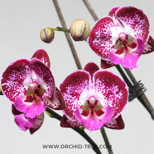 Phalaenopsis Super Star - With Flowers | FF - Buy Orchids Plants Online by Orchid-Tree.com