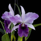 Cattleya Mishima Elf  - Without Flowers | BS - Buy Orchids Plants Online by Orchid-Tree.com