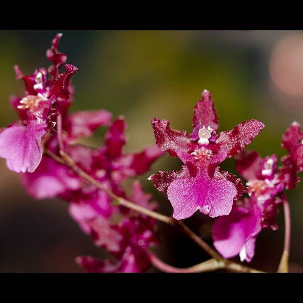 Oncidium Sherry Baby 'Ruby Doll' - Without Flower | BS - Buy Orchids Plants Online by Orchid-Tree.com