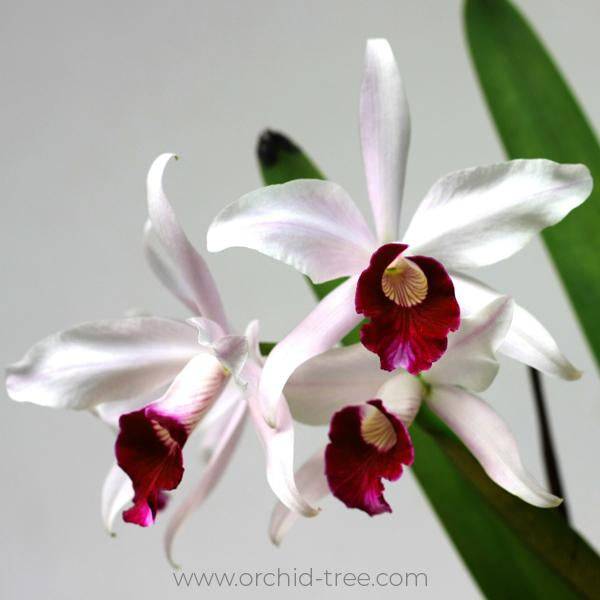 Cattleya (L.) purpurata sp. - Without Flower | BS - Buy Orchids Plants Online by Orchid-Tree.com