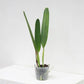 Cattleya (L.) purpurata sp. - Without Flower | BS - Buy Orchids Plants Online by Orchid-Tree.com