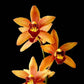 Cymbidium Kusuda Shining  - Without Flowers | BS - Buy Orchids Plants Online by Orchid-Tree.com