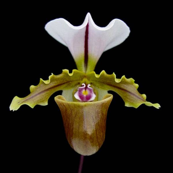 Paphiopedilum spicerianum Hybrid - Without Flowers | BS - Buy Orchids Plants Online by Orchid-Tree.com