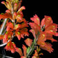 Dendrobium faciferum sp. - Without Flowers | BS - Buy Orchids Plants Online by Orchid-Tree.com