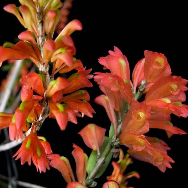 Dendrobium faciferum sp. - Without Flowers | BS - Buy Orchids Plants Online by Orchid-Tree.com