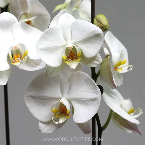 Phalaenopsis Sogo Yukidian V3- With Spike | FF - Buy Orchids Plants Online by Orchid-Tree.com