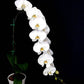 Phalaenopsis Sogo Yukidian V3- With Spike | FF - Buy Orchids Plants Online by Orchid-Tree.com