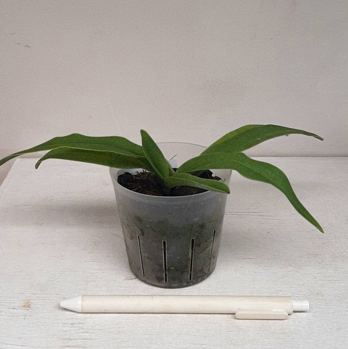 Paphiopedilum spicerianum Hybrid - Without Flowers | BS - Buy Orchids Plants Online by Orchid-Tree.com