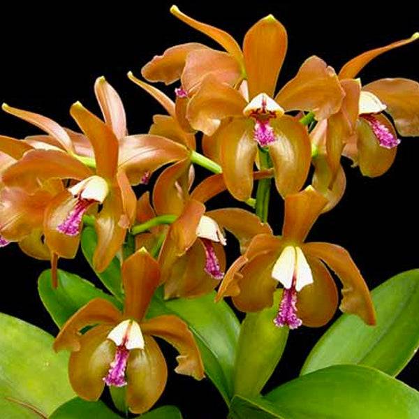 Cattleya porphyroglossa - Without Flowers | BS - Buy Orchids Plants Online by Orchid-Tree.com