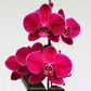 Phalaenopsis OX Black Face - Without Flowers | BS - Buy Orchids Plants Online by Orchid-Tree.com