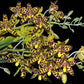 Ansellia africana sp. -Without Flower | MS - Buy Orchids Plants Online by Orchid-Tree.com
