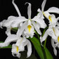 Cattleya maxima var alba sp. - Without Flowers | BS - Buy Orchids Plants Online by Orchid-Tree.com