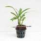 Ansellia africana sp. -Without Flower | MS - Buy Orchids Plants Online by Orchid-Tree.com