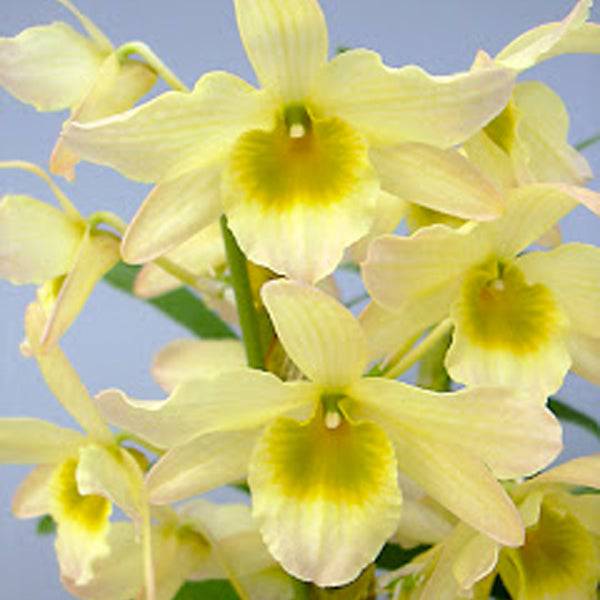 Dendrobium Spring Bird 'Tsuyama' - Without Flowers | BS - Buy Orchids Plants Online by Orchid-Tree.com