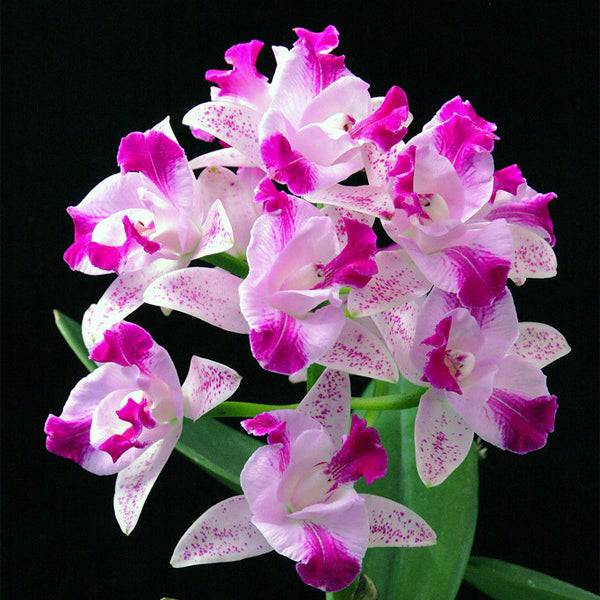 Cattleya Monte Elegante- Without Flowers | BS - Buy Orchids Plants Online by Orchid-Tree.com