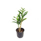 Epidendrum Special Valley Red -Without Flower | BS - Buy Orchids Plants Online by Orchid-Tree.com