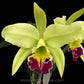 Cattleya (Rlc.) Greenwich - With Flower | FF - Buy Orchids Plants Online by Orchid-Tree.com