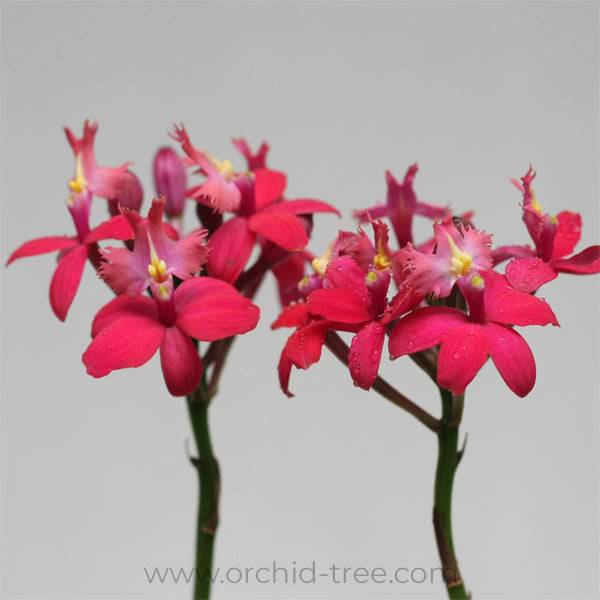 Epidendrum Special Valley Red -Without Flower | BS - Buy Orchids Plants Online by Orchid-Tree.com