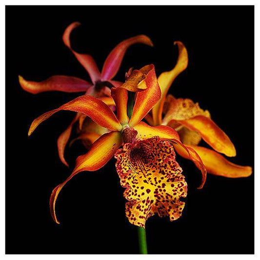 Cattleya (Mvc.) Frances Fox Var Fire Flame - Without Flowers | BS - Buy Orchids Plants Online by Orchid-Tree.com