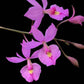 Barkeria scandens sp. - Without Flower | BS - Buy Orchids Plants Online by Orchid-Tree.com