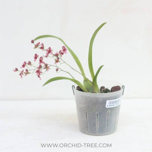 Oncidium Twinkle Red - With Spike | FF - Buy Orchids Plants Online by Orchid-Tree.com