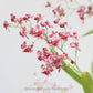 Oncidium Twinkle Red - With Spike | FF - Buy Orchids Plants Online by Orchid-Tree.com