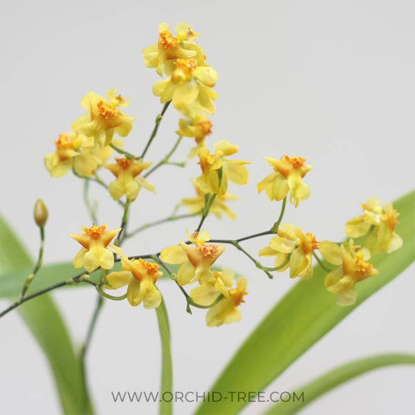 Oncidium Twinkle 'Golden No.3' - With Flowers | FF - Buy Orchids Plants Online by Orchid-Tree.com