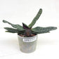 Paphiopedilum delenatii sp. - Without Flowers | BS - Buy Orchids Plants Online by Orchid-Tree.com