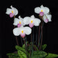 Paphiopedilum delenatii sp. - Without Flowers | BS - Buy Orchids Plants Online by Orchid-Tree.com