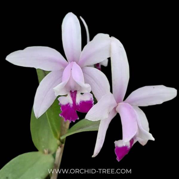 Cattleya intermedia sp. - Without Flowers | BS - Buy Orchids Plants Online by Orchid-Tree.com
