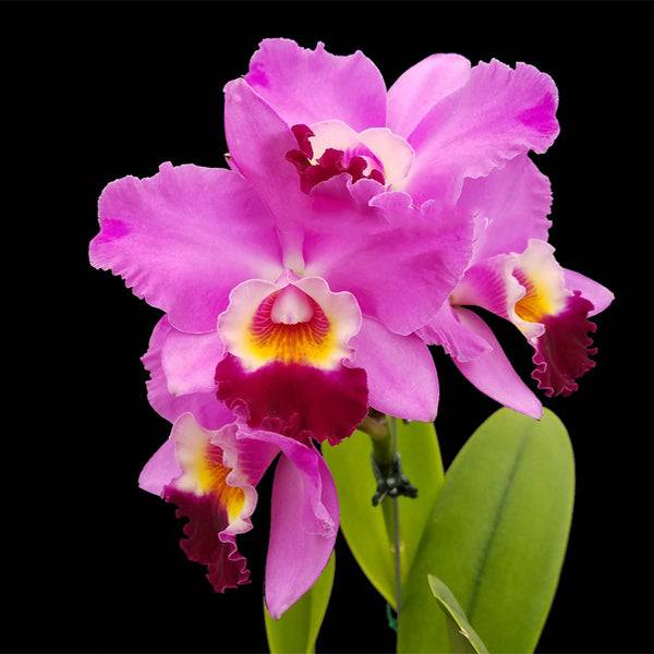 Cattleya Pot. Sakura Candy  - With Buds | FF - Buy Orchids Plants Online by Orchid-Tree.com