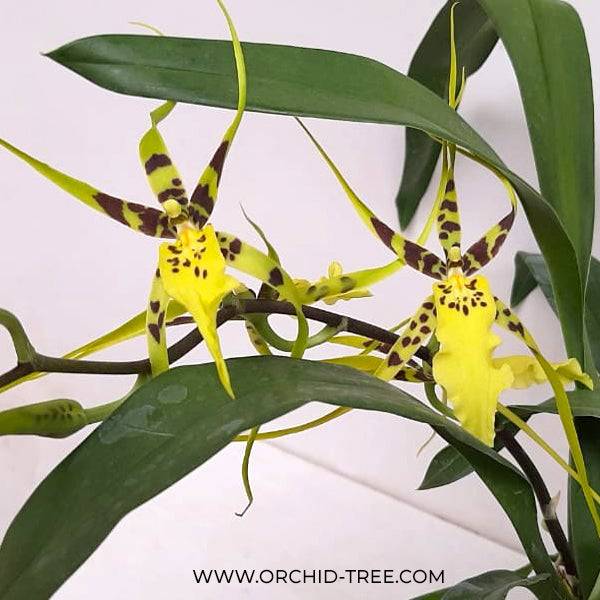 Brassidium Shooting Star -Without Flower | BS - Buy Orchids Plants Online by Orchid-Tree.com