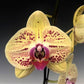 Phalaenopsis Golden Dragon - With Small Spike | FF - Buy Orchids Plants Online by Orchid-Tree.com