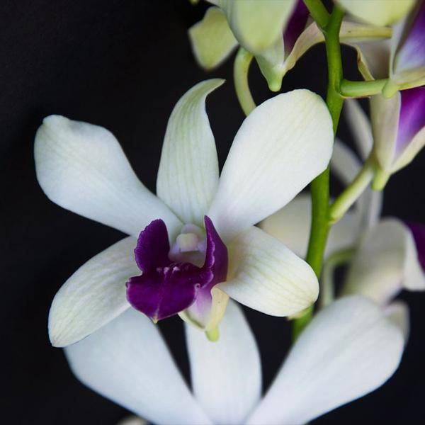 Dendrobium Madame Vipa - Without Flowers | BS - Buy Orchids Plants Online by Orchid-Tree.com