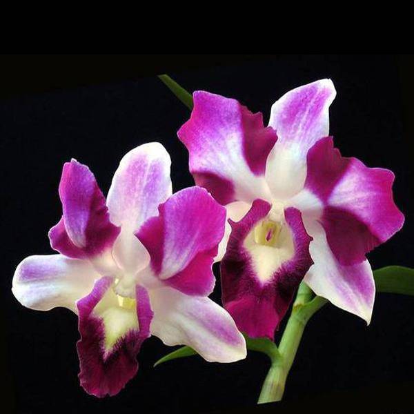 Dendrobium King Dragon Red - Without Flowers | BS - Buy Orchids Plants Online by Orchid-Tree.com