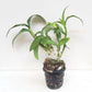 Dendrobium King Dragon Red - Without Flowers | BS - Buy Orchids Plants Online by Orchid-Tree.com