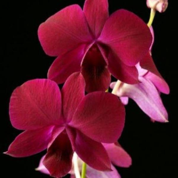 Dendrobium Supernova  - Without Flowers | BS - Buy Orchids Plants Online by Orchid-Tree.com