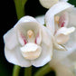 Peristeria elata sp. BS (Dove Orchid)- Without Flower | BS - Buy Orchids Plants Online by Orchid-Tree.com