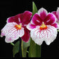 Oncidium (Milt.) Breathless 'Brilliant' - With spike | FF - Buy Orchids Plants Online by Orchid-Tree.com