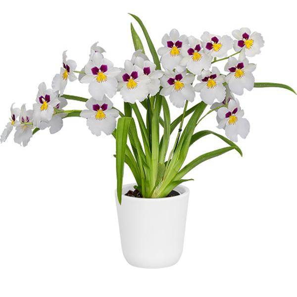 Oncidium (Milt.) Herralexandre - With Spike | FF - Buy Orchids Plants Online by Orchid-Tree.com