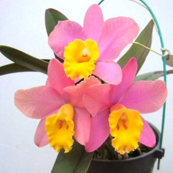 Cattleya (Sc.) Crystelle Smith 'N.R' - Miniature - Without flowers | BS - Buy Orchids Plants Online by Orchid-Tree.com