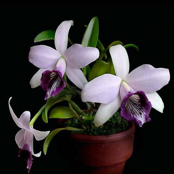 Cattleya (L.) dayana var coerulea sp. - Miniature - Without flowers | MS - Buy Orchids Plants Online by Orchid-Tree.com