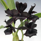 Monierara Millenium Magic 'Witchcraft' - Without Flowers | BS - Buy Orchids Plants Online by Orchid-Tree.com