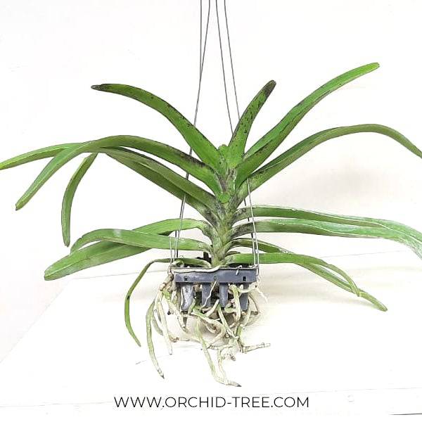 Vandacostyllis Sri Siam - Without Flowers | BS - Buy Orchids Plants Online by Orchid-Tree.com